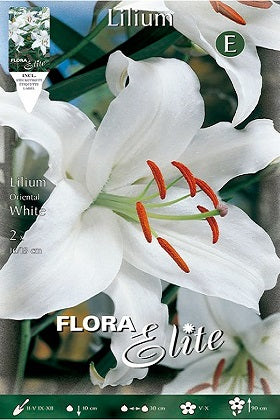 Lirio oriental blanco - Lilium orientalis – El Nou Garden