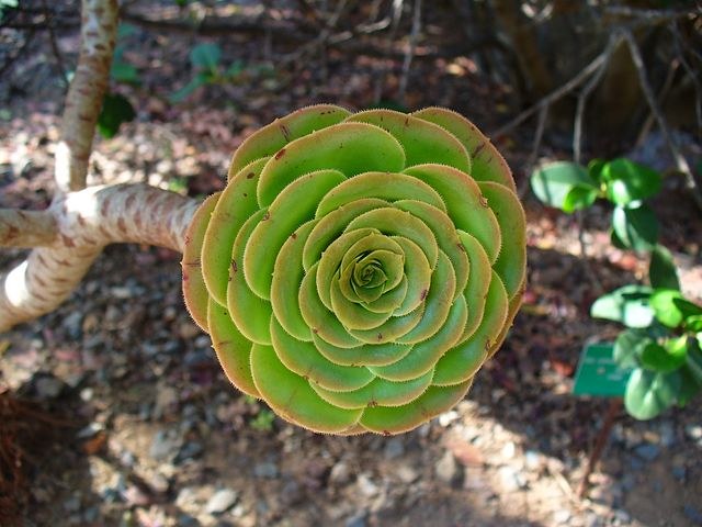 Siempreviva arbórea - Aeonium arboreum – El Nou Garden