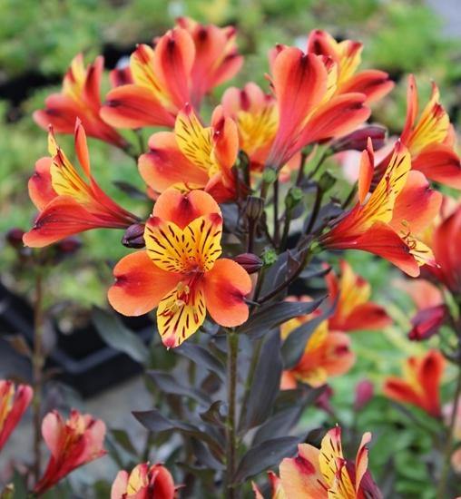 Astromelia - Alstroemeria hybrida – El Nou Garden