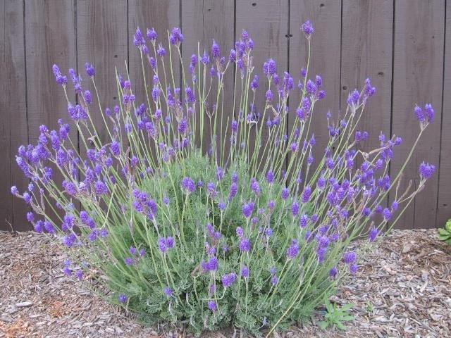 Alhucema - Lavandula dentata – El Nou Garden