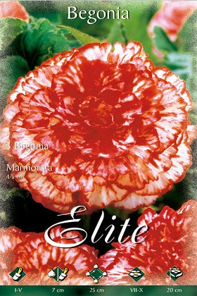 Begonia híbrida Marmorata - Bulbos – El Nou Garden