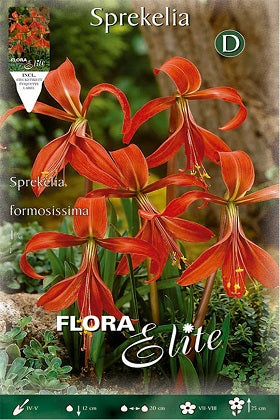 Flor de Lys - Sprekelia formosissima - Bulbo – El Nou Garden