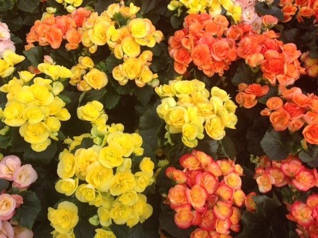Begonia de flor - Begonia elatior - Begonia Hiemalis – El Nou Garden