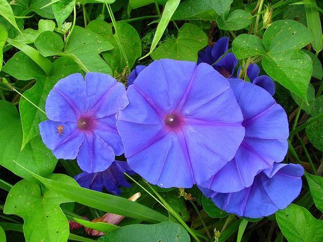 Campanita morada - Ipomoea indica – El Nou Garden