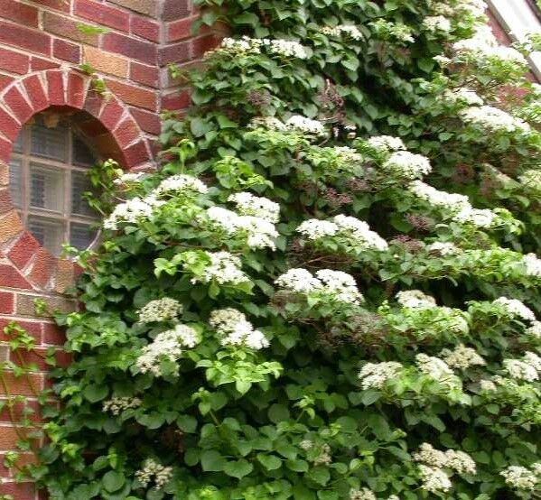 Hortensia trepadora - Hydrangea anomala petiolaris – El Nou Garden