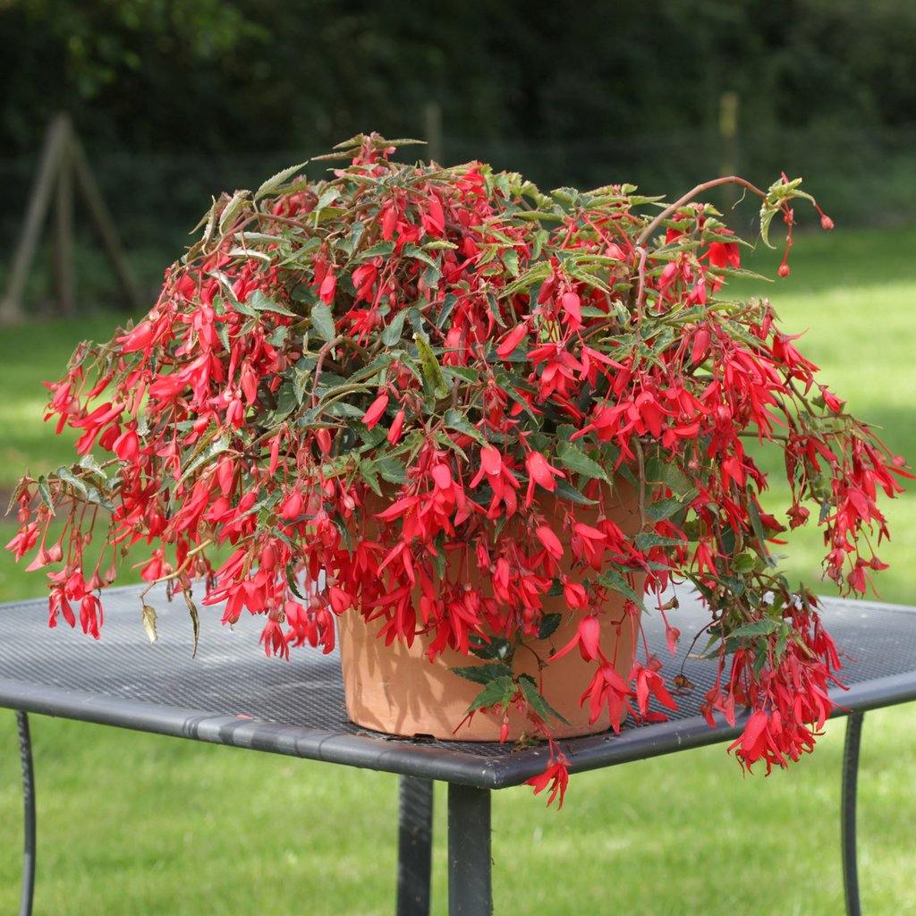 Begonia de Bolivia - Begonia boliviensis – El Nou Garden