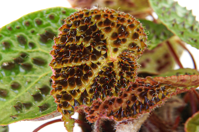 Begonia Ferox - Begonia – El Nou Garden