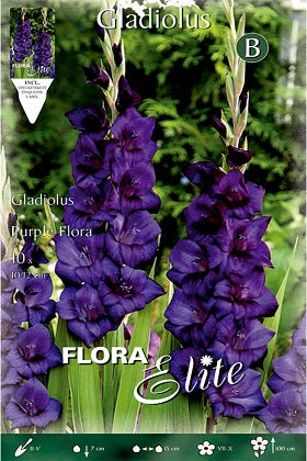 Gladiolo morado púrpura - Gladiolus - Bulbos – El Nou Garden