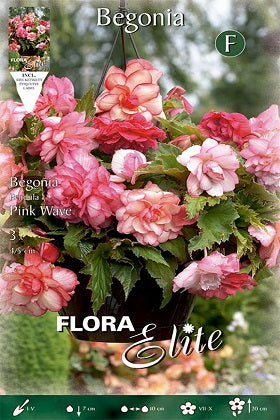 Begonia híbrida botón de rosa - Bulbos – El Nou Garden