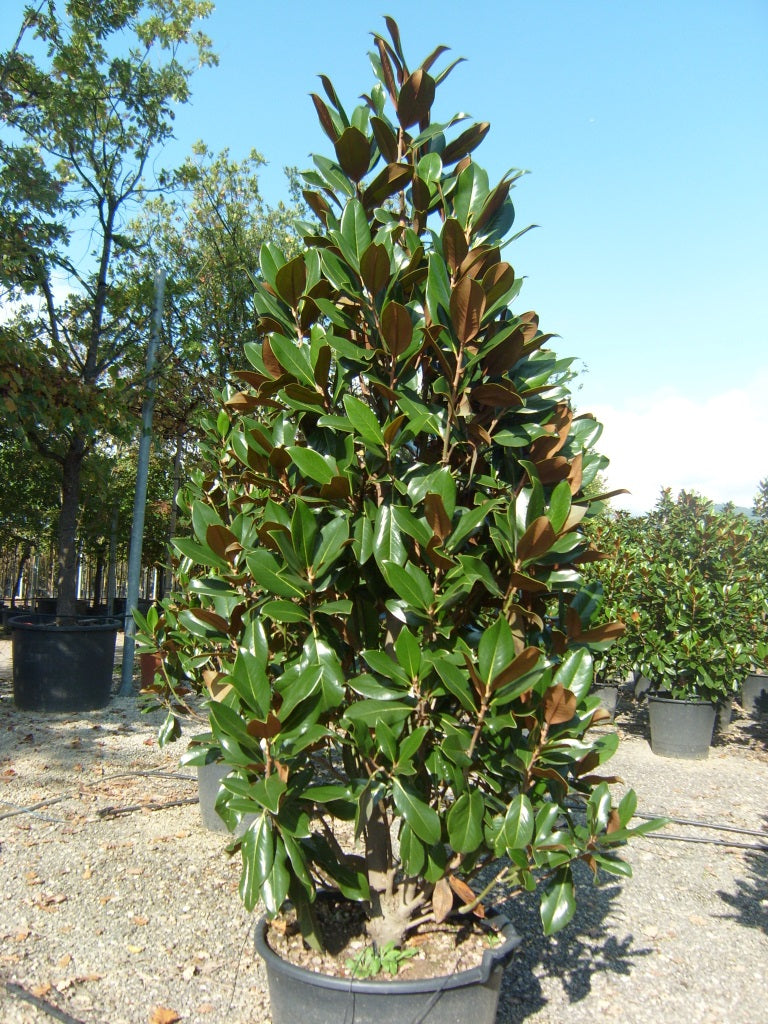 Magnolia común Gallisonensis - Magnolia grandiflora – El Nou Garden