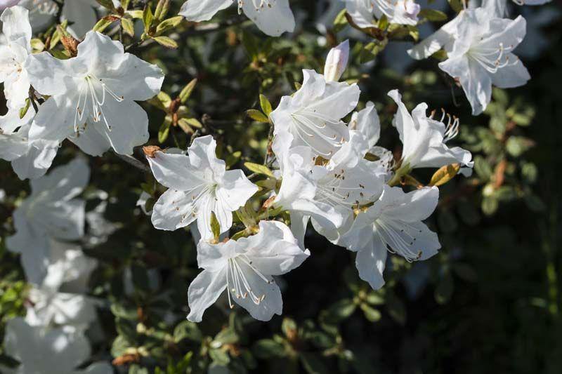 Azalea - Azalea japonica – El Nou Garden