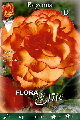 Begonia tuberosa Doble Picotte - Bulbos – El Nou Garden