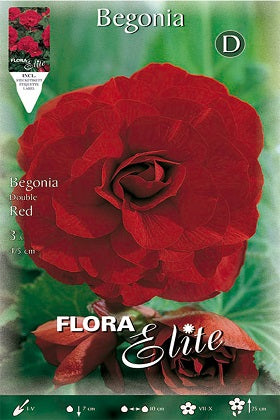 Begonia de flor doble roja escarlata - Bulbos – El Nou Garden
