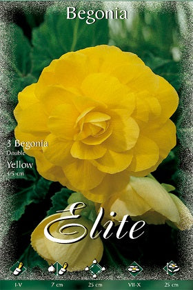 Begonia de flor doble amarilla - Bulbos – El Nou Garden