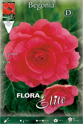 Begonia de flor doble rosa - Bulbos – El Nou Garden