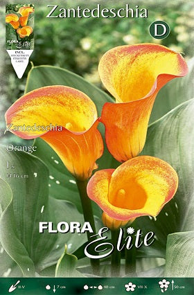 Calla amarilla borde naranja - Lirio de agua - Zantedeschia - Bulbos – El  Nou Garden