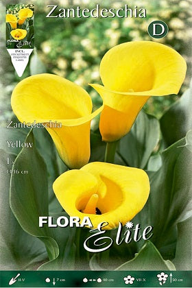 Calla amarilla - Lirio de agua - Zantedeschia - Bulbos – El Nou Garden