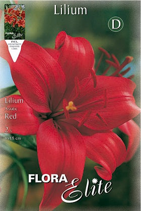 Lirio rojo - Azucena - Lilium - Bulbos – El Nou Garden