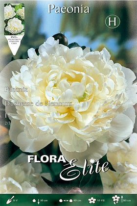 Peonia blanca - Paeonia - Bulbos – El Nou Garden