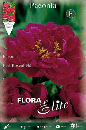 Peonia roja - Paeonia - Bulbos – El Nou Garden