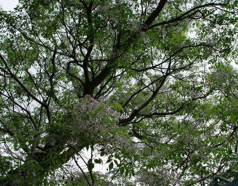 Cinamomo - Melia azedarach - Árbol del paraíso – El Nou Garden
