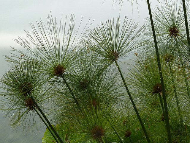 Papiro de Egipto - Cyperus papyrus – El Nou Garden