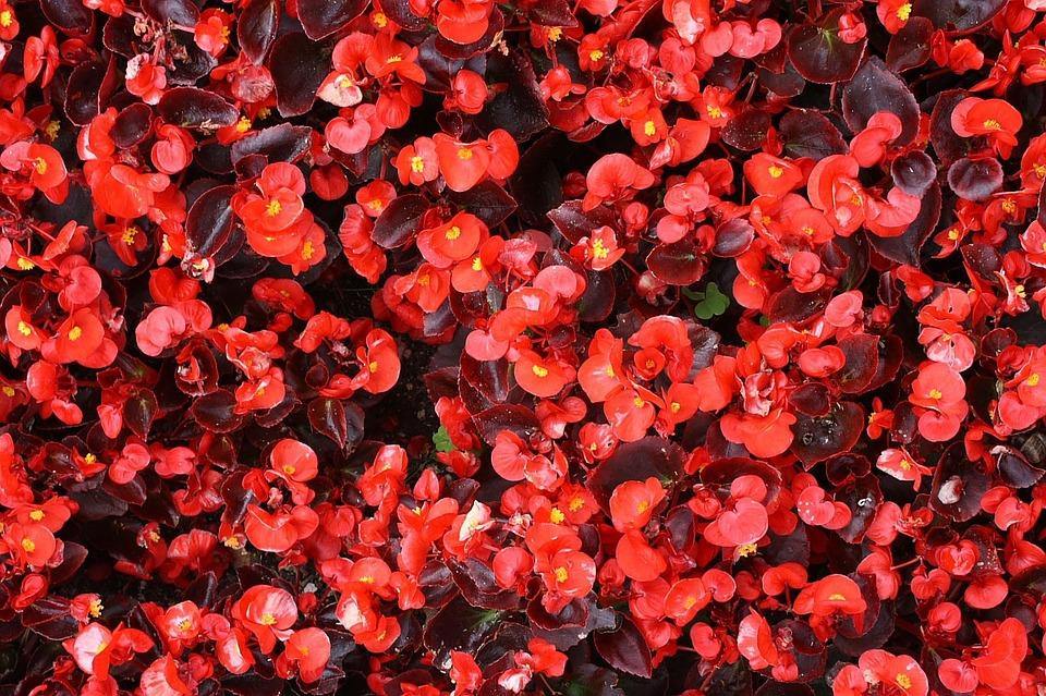 Begonia - Begonia semperflorens – El Nou Garden