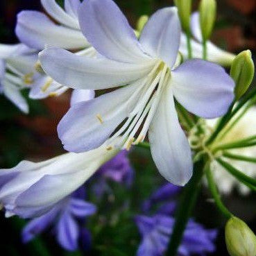 Agapantos híbridos - Agapanthus africanus – El Nou Garden