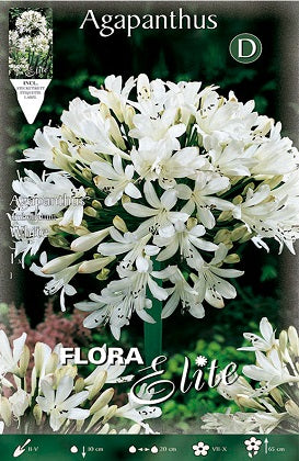 Agapanto blanco - Agapanthus africanus - Bulbos – El Nou Garden