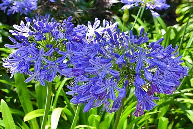 Agapantos híbridos - Agapanthus africanus – El Nou Garden