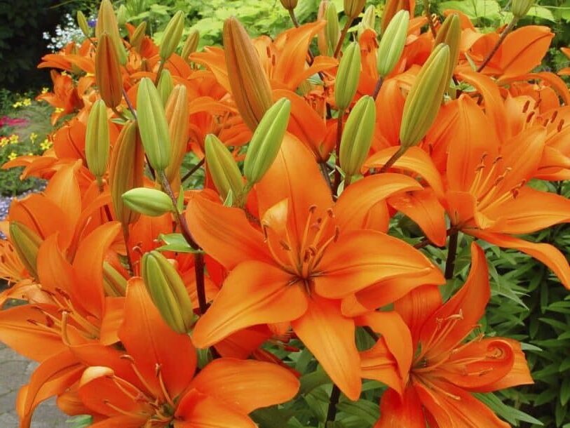 Azucena - Lilium – El Nou Garden