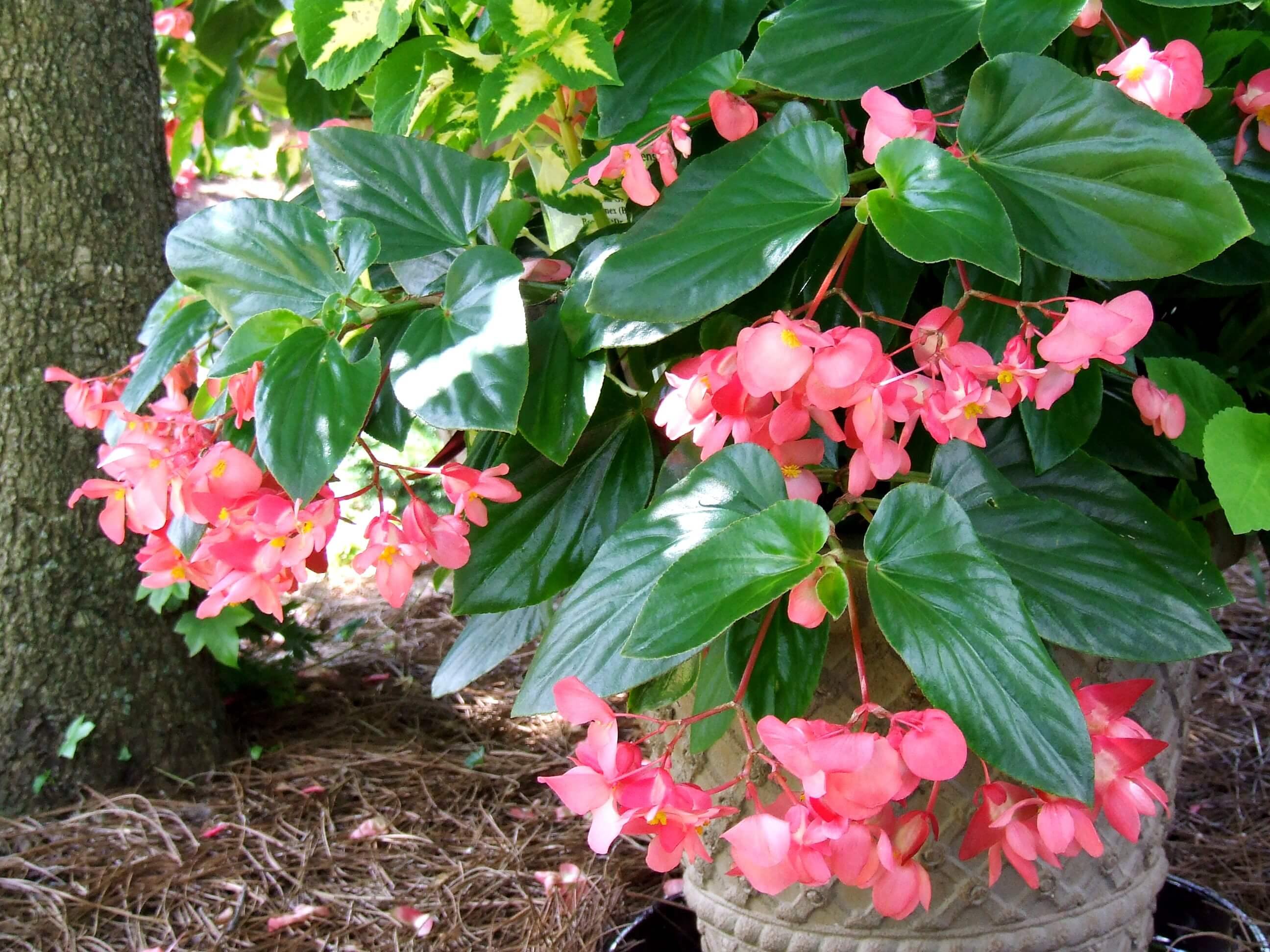 Begonia Dragon Wing - Begonia hybrida – El Nou Garden