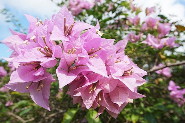 Buganvilla Rosa - Bougainvillea – El Nou Garden