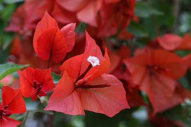 Buganvilla Tomato - Bougainvillea – El Nou Garden