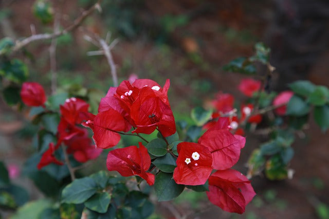 Buganvilla Tomato - Bougainvillea – El Nou Garden