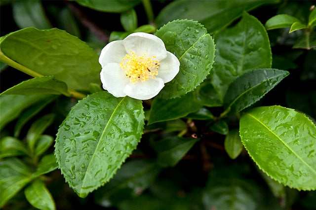 Planta del té - Camellia sinensis – El Nou Garden