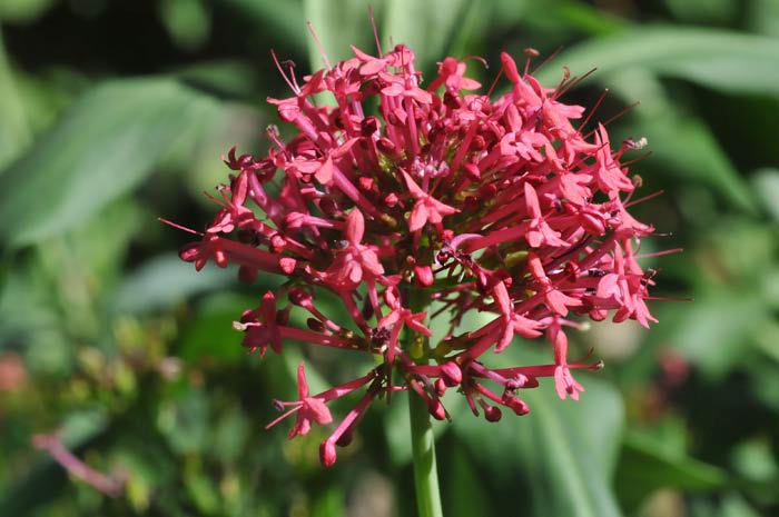 Centranto - Centranthus Ruber - Valeriana roja – El Nou Garden