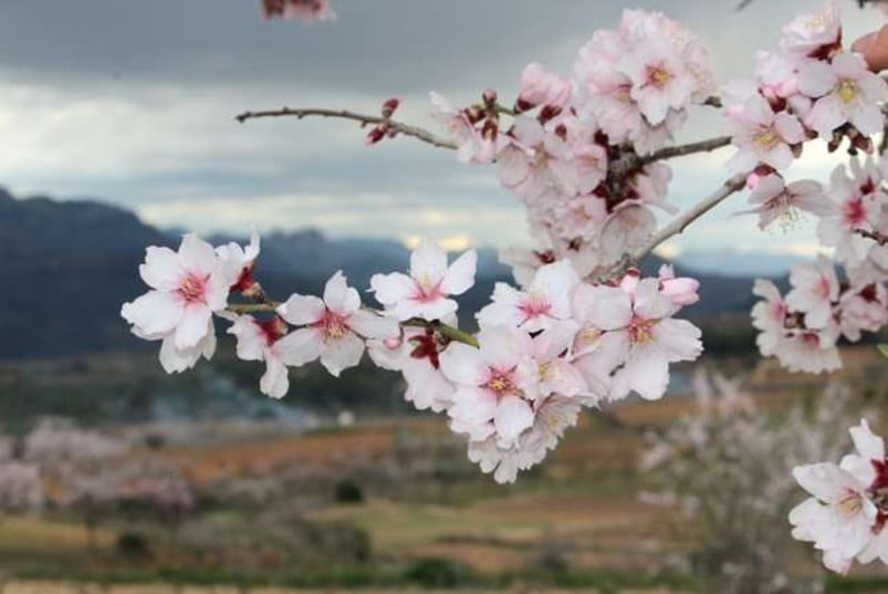 Almendro tardona - Prunus dulcis – El Nou Garden