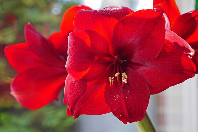 Amarilis - Amaryllis – El Nou Garden