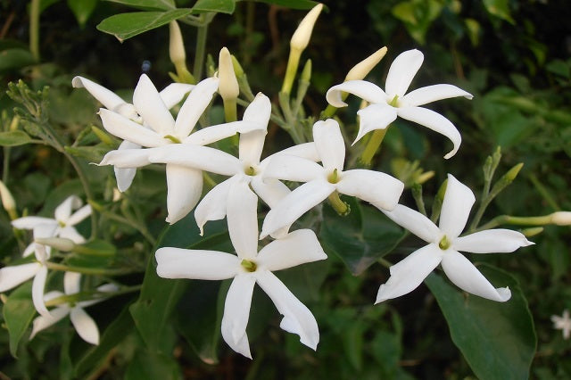 Jazmín de las Azores - Jasminum azoricum – El Nou Garden