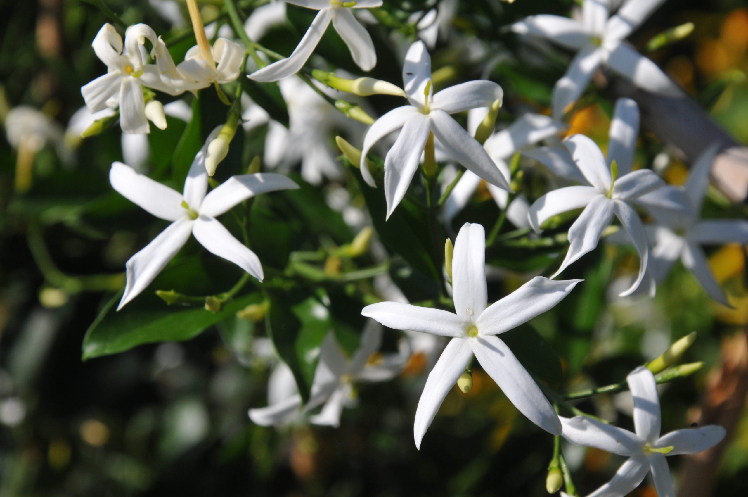 Jazmín de las Azores - Jasminum azoricum – El Nou Garden