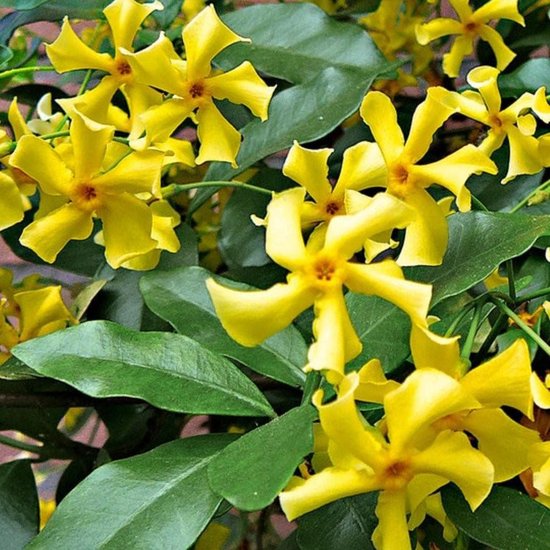 Jazmín estrella Star of Toscane - Trachelospermum jasminoides – El Nou  Garden