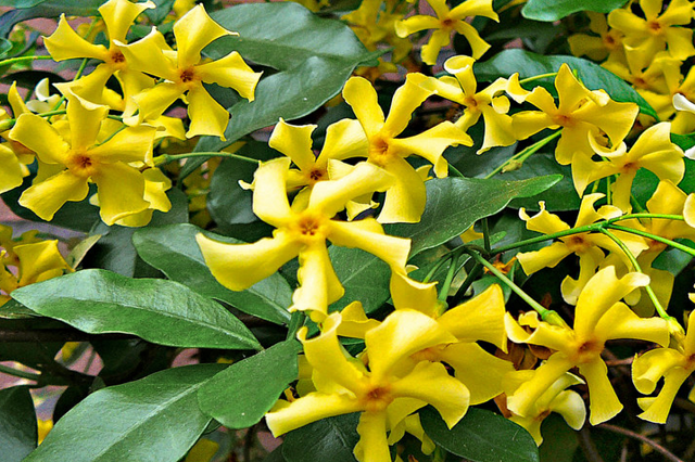 Jazmín estrella Star of Toscane - Trachelospermum jasminoides – El Nou  Garden