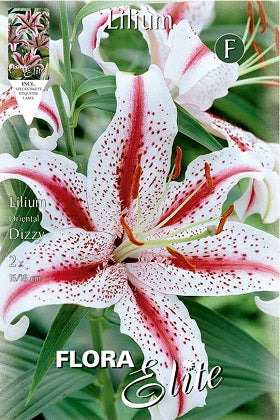 Lirio oriental Dizzy - Azucena - Lilium - Bulbos – El Nou Garden