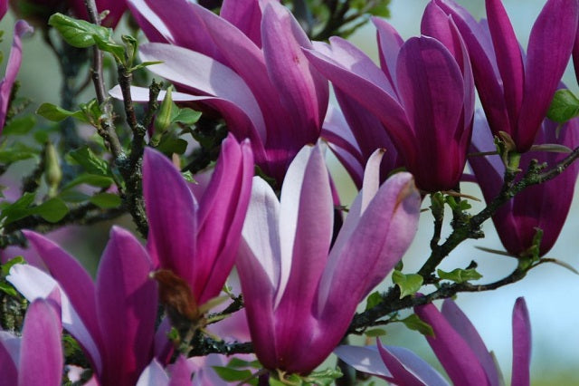 Magnolia tulipán Nigra - Magnolia liliiflora - Árbol lirio – El Nou Garden