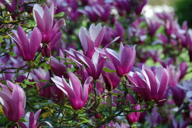 Magnolia tulipán Nigra - Magnolia liliiflora - Árbol lirio – El Nou Garden
