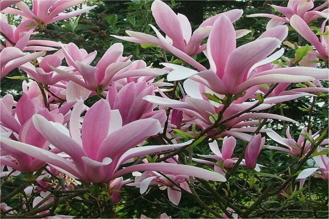 Magnolia de hoja caduca George Henry Kern - Magnolia soulangeana – El Nou  Garden