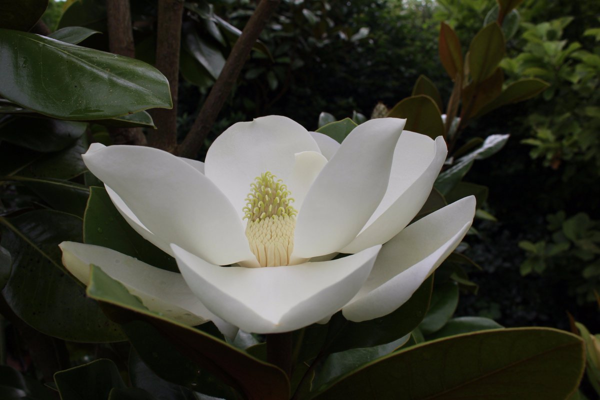 Magnolia común François Treyve - Magnolia grandiflora – El Nou Garden