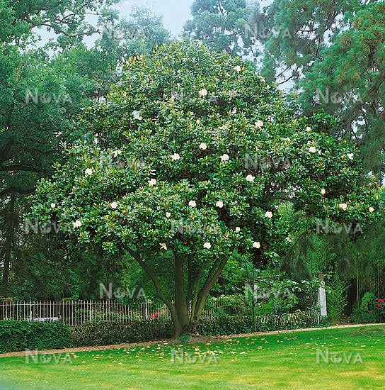 Magnolia común François Treyve - Magnolia grandiflora – El Nou Garden