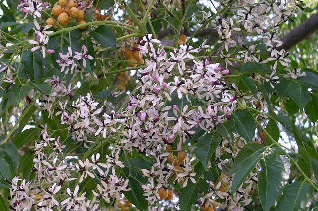 Cinamomo - Melia azedarach - Árbol del paraíso – El Nou Garden